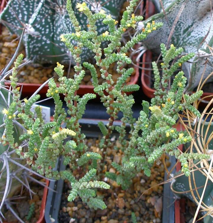 Выставка 23-25.09.2011 на Куликовом поле