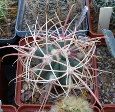 Выставка 23-25.09.2011 на Куликовом поле