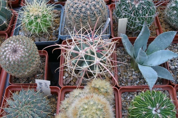 Выставка 23-25.09.2011 на Куликовом поле