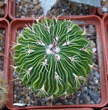 Выставка 23-25.09.2011 на Куликовом поле