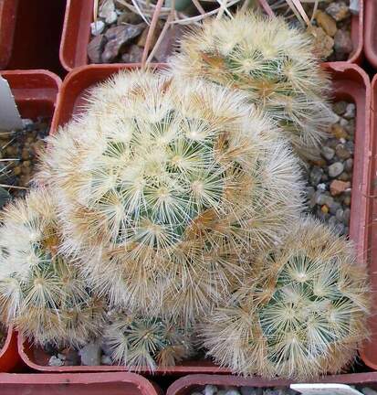 Выставка 23-25.09.2011 на Куликовом поле