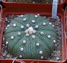 Выставка 23-25.09.2011 на Куликовом поле