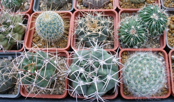 Выставка 23-25.09.2011 на Куликовом поле