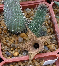 Выставка 23-25.09.2011 на Куликовом поле