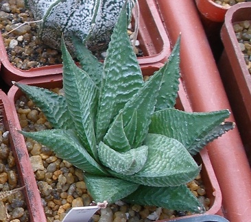 Выставка 23-25.09.2011 на Куликовом поле