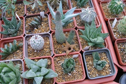 Выставка 23-25.09.2011 на Куликовом поле