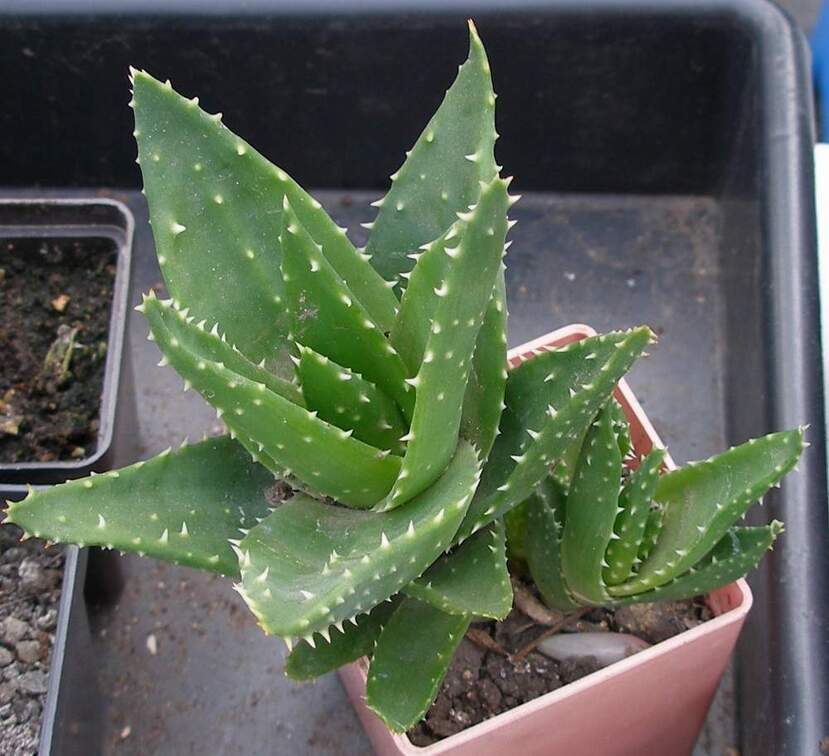 Выставка 23-25.09.2011 на Куликовом поле