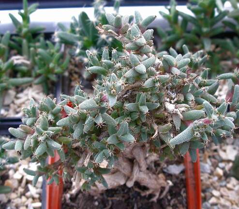 Выставка 23-25.09.2011 на Куликовом поле