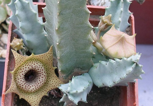 Выставка 23-25.09.2011 на Куликовом поле