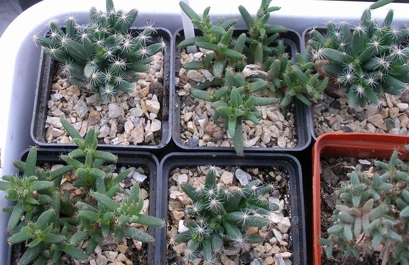 Выставка 23-25.09.2011 на Куликовом поле