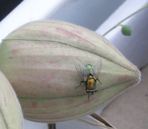 Выставка 23-25.09.2011 на Куликовом поле