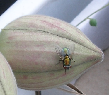 Выставка 23-25.09.2011 на Куликовом поле