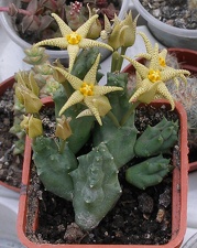 Выставка 23-25.09.2011 на Куликовом поле