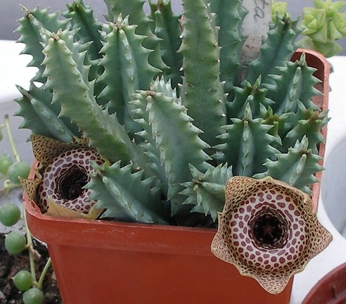 Выставка 23-25.09.2011 на Куликовом поле