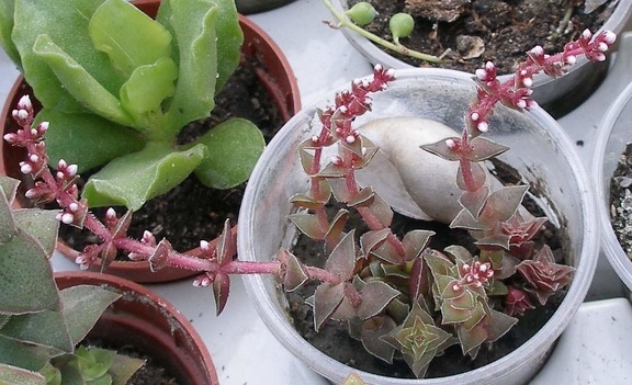 Выставка 23-25.09.2011 на Куликовом поле