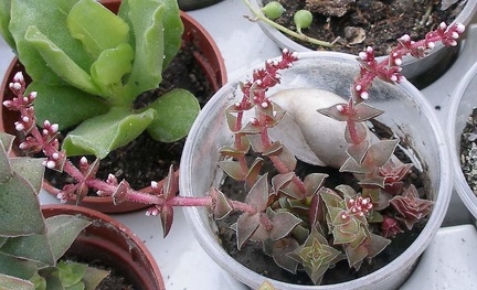 Выставка 23-25.09.2011 на Куликовом поле