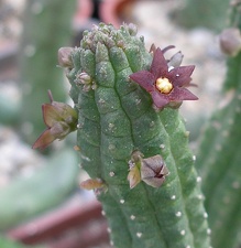 Выставка 23-25.09.2011 на Куликовом поле