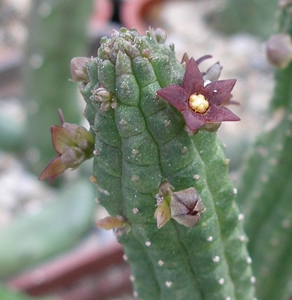 Выставка 23-25.09.2011 на Куликовом поле