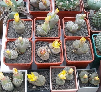 Выставка 23-25.09.2011 на Куликовом поле