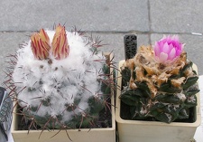 Выставка 23-25.09.2011 на Куликовом поле