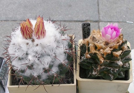 Выставка 23-25.09.2011 на Куликовом поле