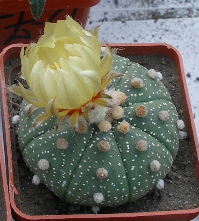 Выставка 23-25.09.2011 на Куликовом поле