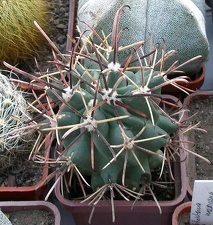 Выставка 23-25.09.2011 на Куликовом поле