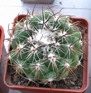 Выставка 23-25.09.2011 на Куликовом поле