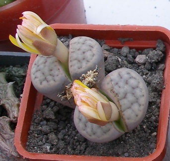 Выставка 23-25.09.2011 на Куликовом поле