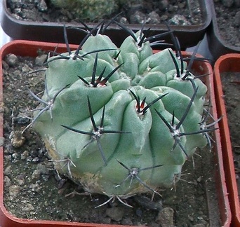 Выставка 23-25.09.2011 на Куликовом поле