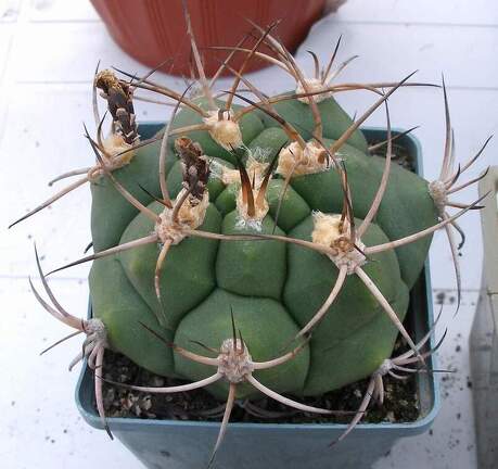 Выставка 23-25.09.2011 на Куликовом поле