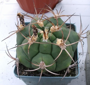 Выставка 23-25.09.2011 на Куликовом поле