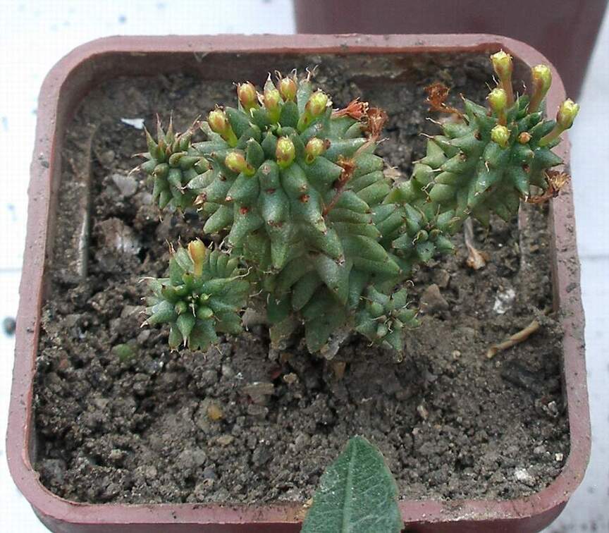 Выставка 23-25.09.2011 на Куликовом поле