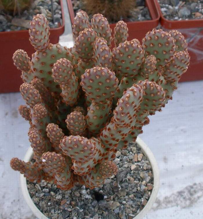 Выставка 23-25.09.2011 на Куликовом поле