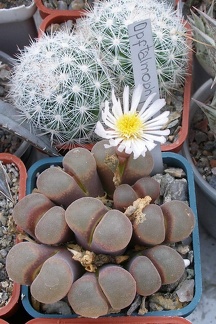 Выставка 23-25.09.2011 на Куликовом поле