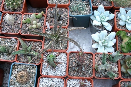 Выставка 23-25.09.2011 на Куликовом поле