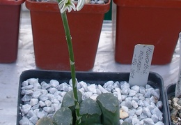 Выставка 23-25.09.2011 на Куликовом поле