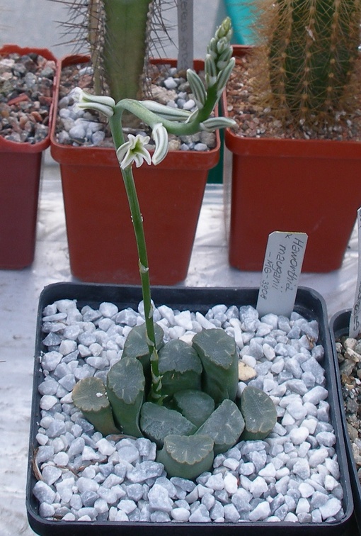 Выставка 23-25.09.2011 на Куликовом поле