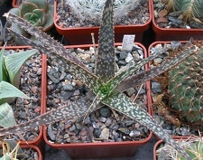 Выставка 23-25.09.2011 на Куликовом поле