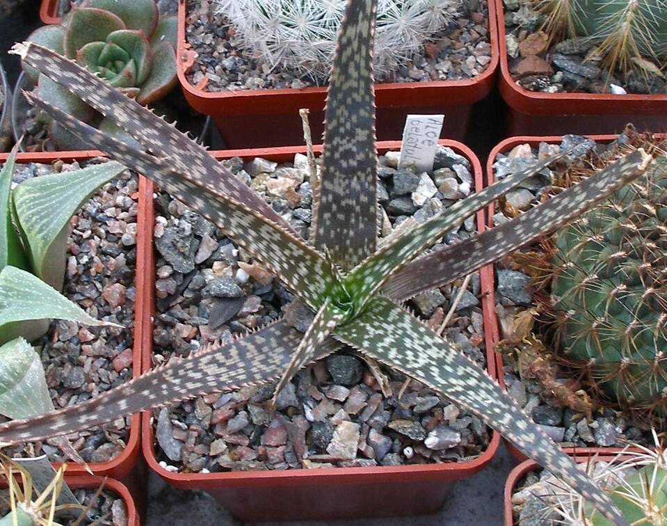 Выставка 23-25.09.2011 на Куликовом поле