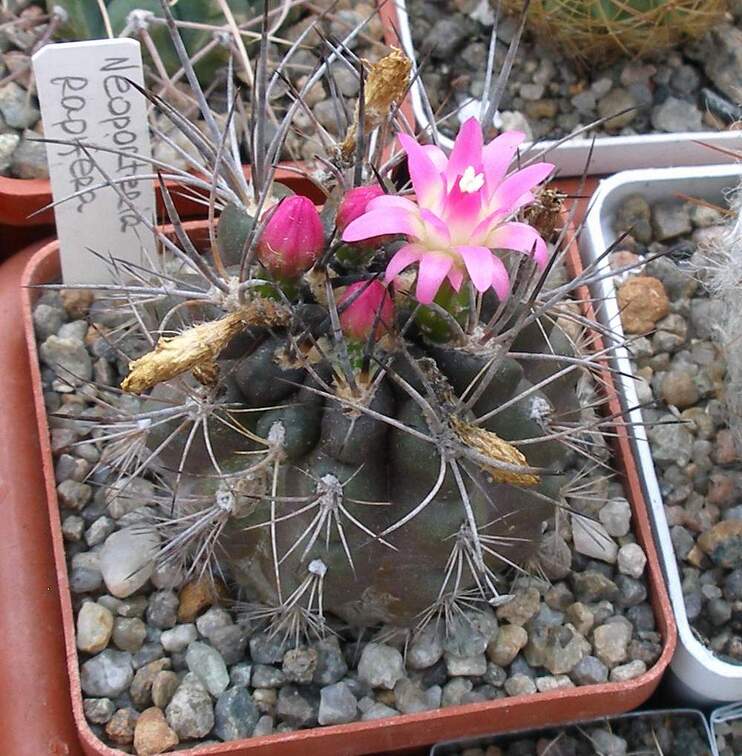 Выставка 23-25.09.2011 на Куликовом поле