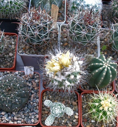 Выставка 23-25.09.2011 на Куликовом поле