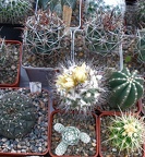 Выставка 23-25.09.2011 на Куликовом поле