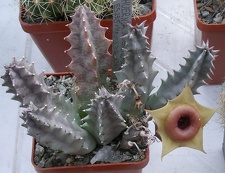 Выставка 23-25.09.2011 на Куликовом поле