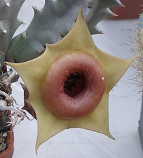 Выставка 23-25.09.2011 на Куликовом поле