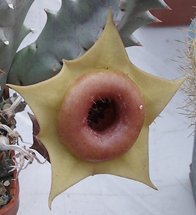 Выставка 23-25.09.2011 на Куликовом поле