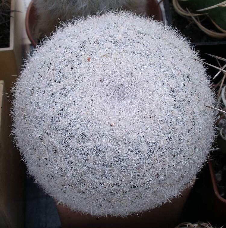 Выставка 23-25.09.2011 на Куликовом поле