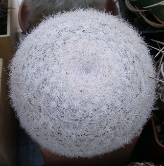 Выставка 23-25.09.2011 на Куликовом поле