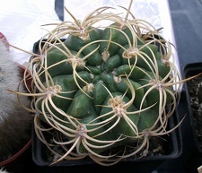 Выставка 23-25.09.2011 на Куликовом поле