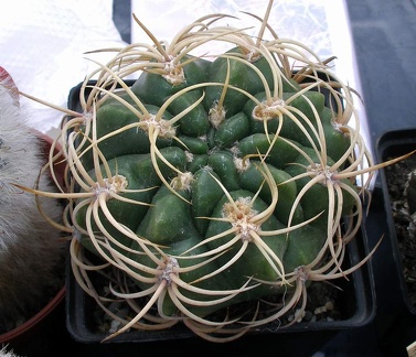 Выставка 23-25.09.2011 на Куликовом поле